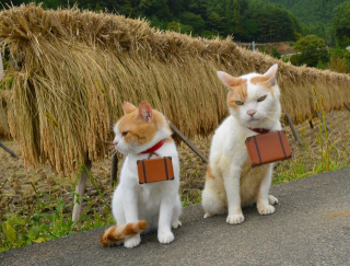 Illustration for article titled Cats Are the Cutest Guides to Japan